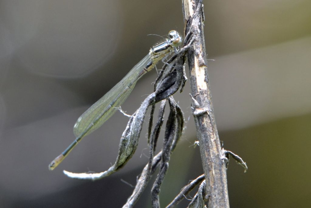 Libellula id.: Ischnura elegans